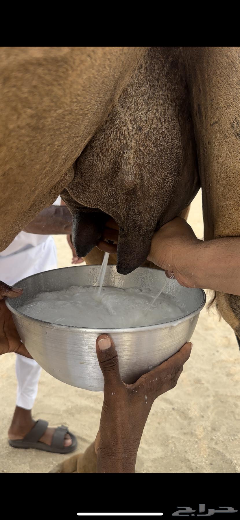 A fine red she-camel for guests (Sold)64550362654337111