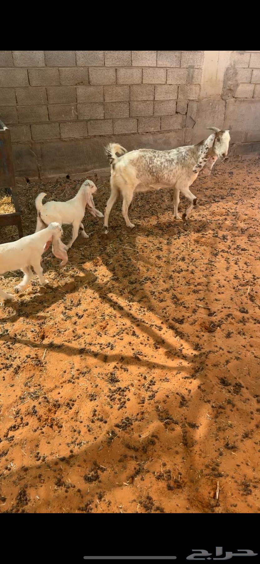 عنز متبع تيس وجفره64546902087425113