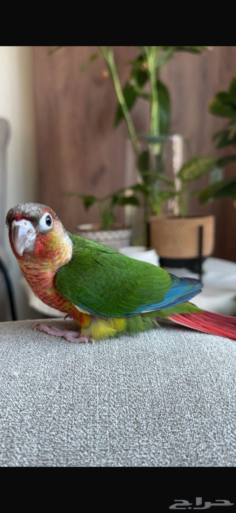 تم البيع64546818569603112