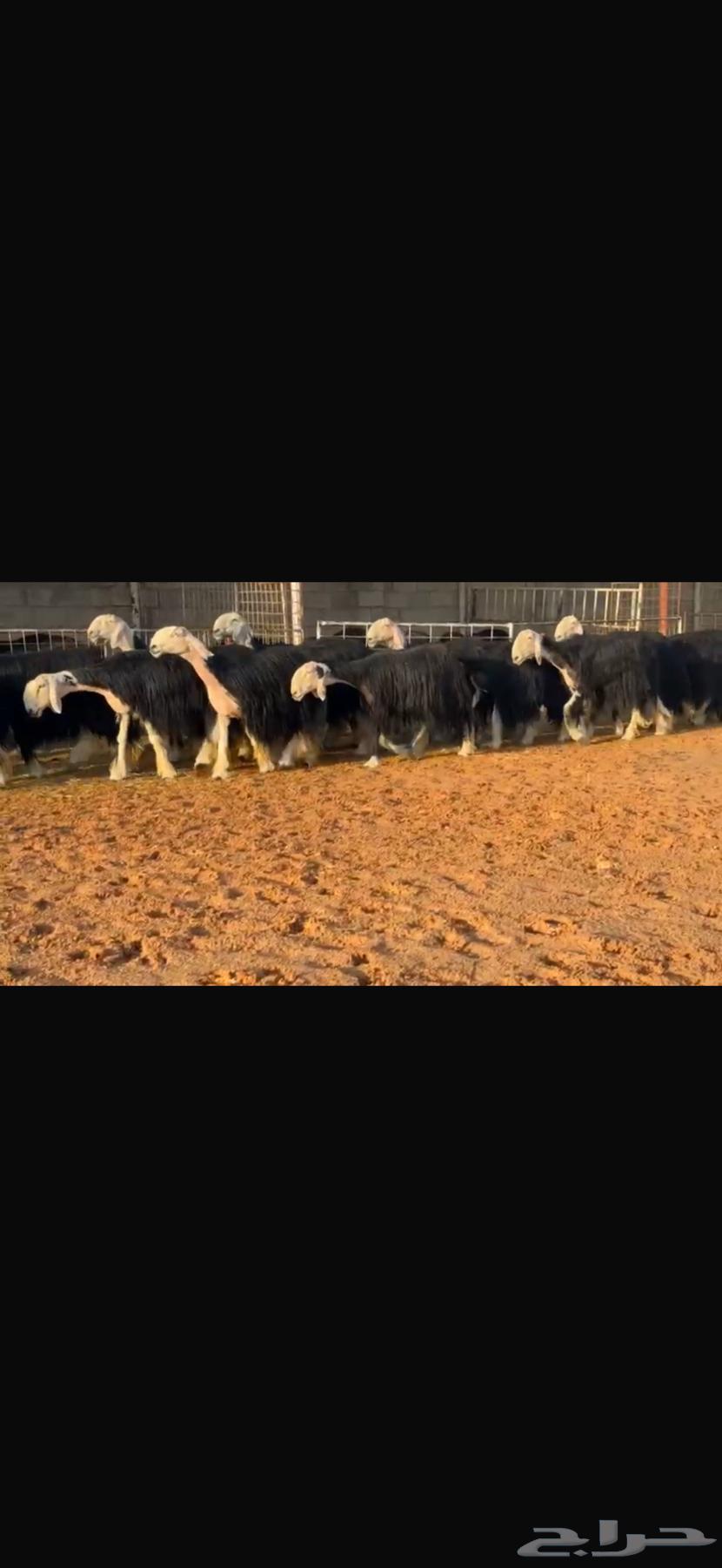 عرض بيع نجد فواخر بالفحل مشروط64547304995713112