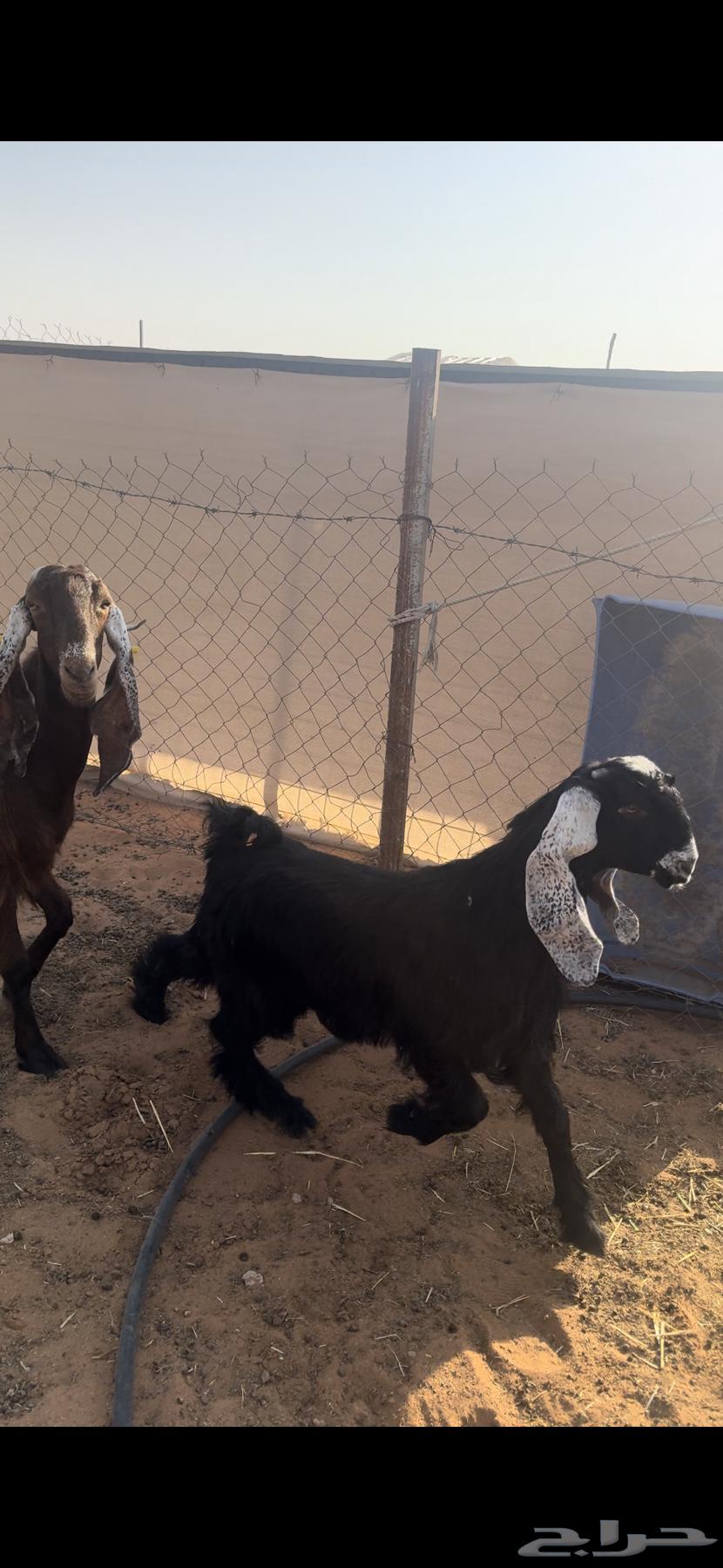 للبيع عنز كفو معها بنتها64552392090626110