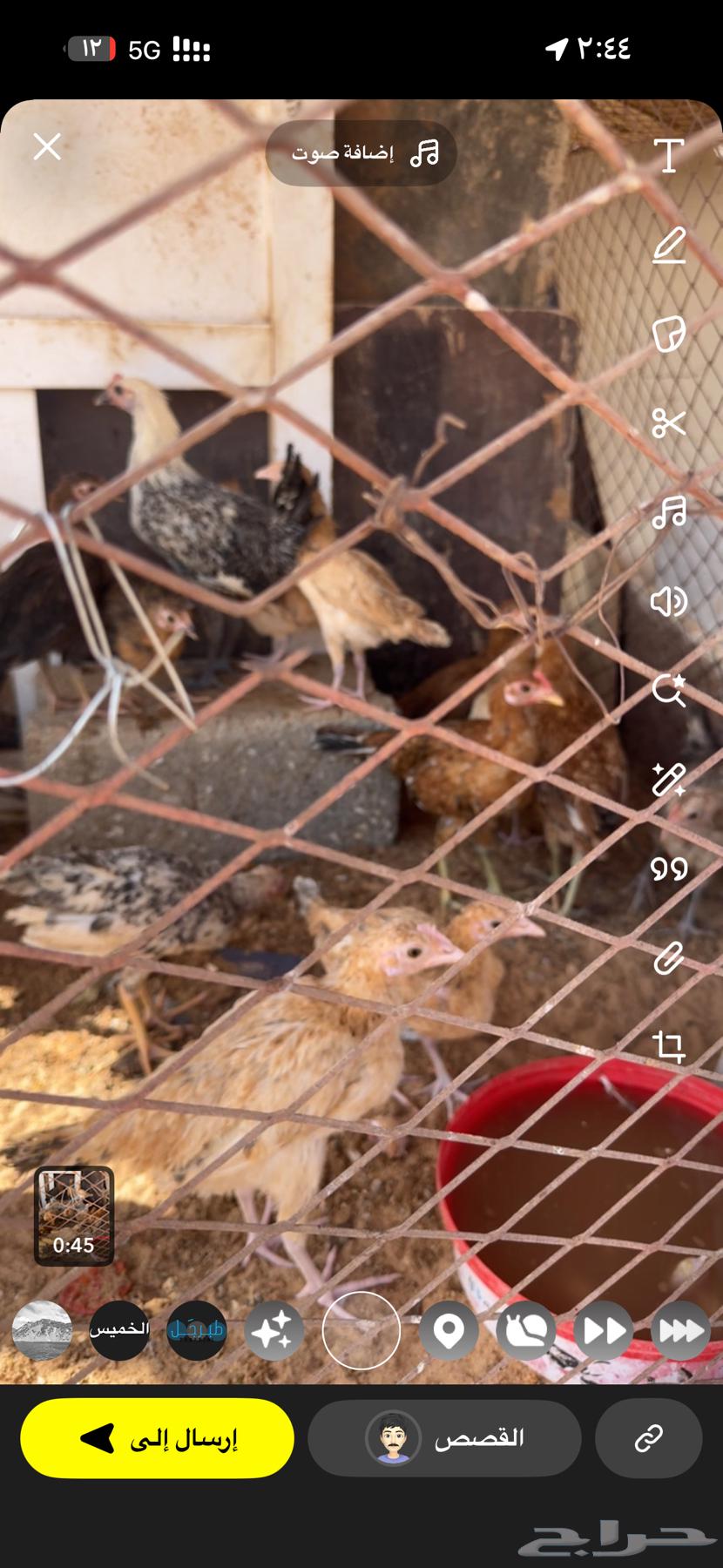 For sale local Fayoumi chicks mixed age from two months onwards64547916462465111