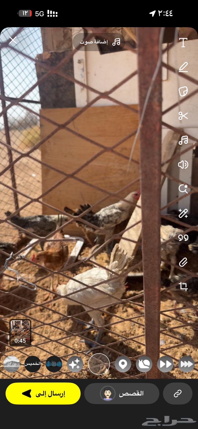 For sale local Fayoumi chicks mixed age from two months onwards64547916462465110