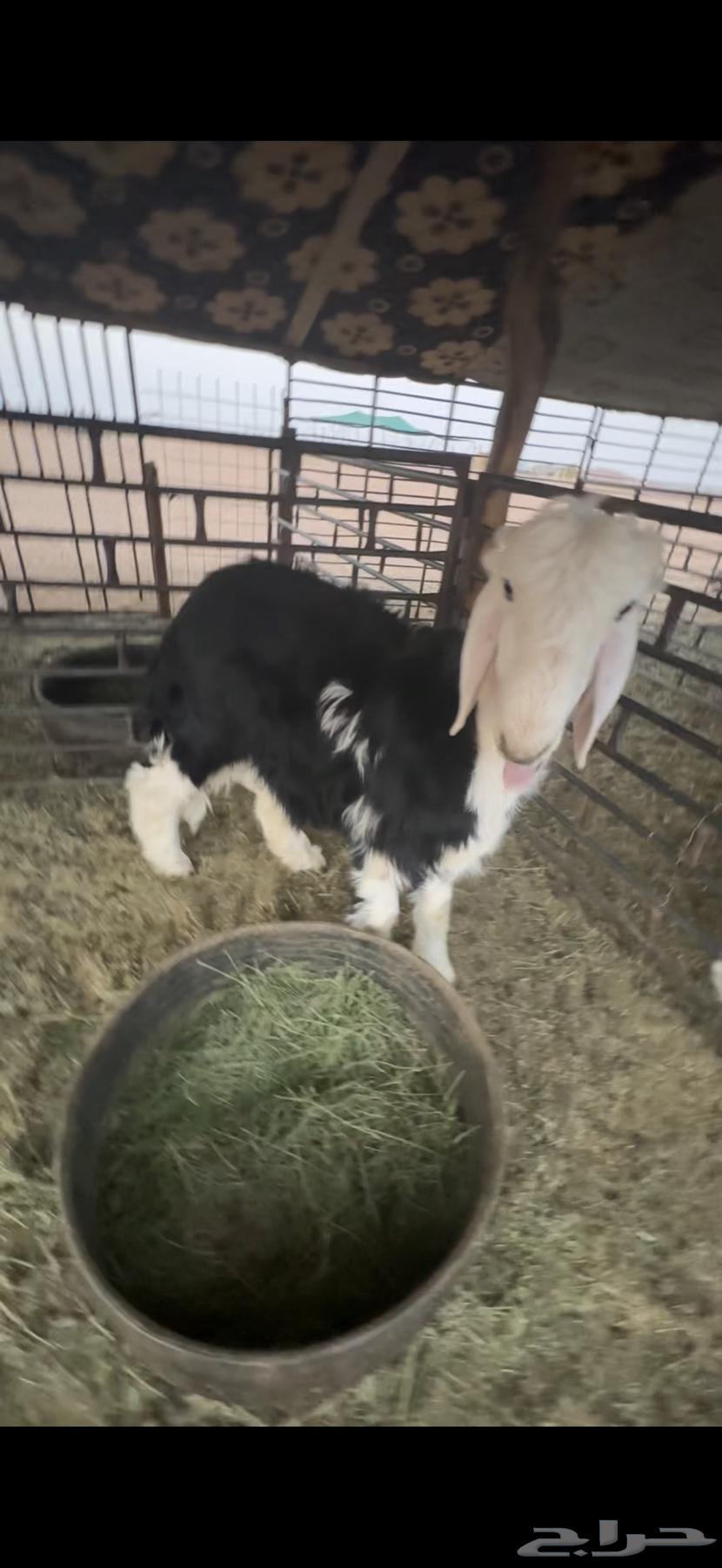 للبيع خروف عمره خمس اشهر ونص الابرق وخروف عمره اربع اشهر64552675740161112