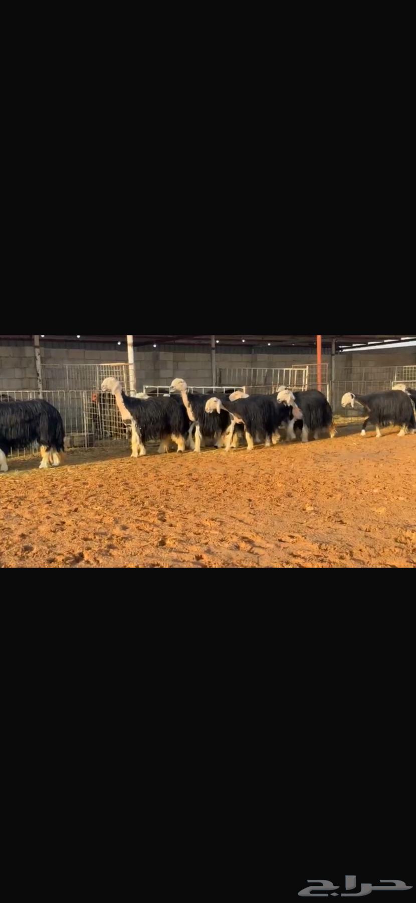 عرض بيع نجد فواخر بالفحل مشروط64547304995713114