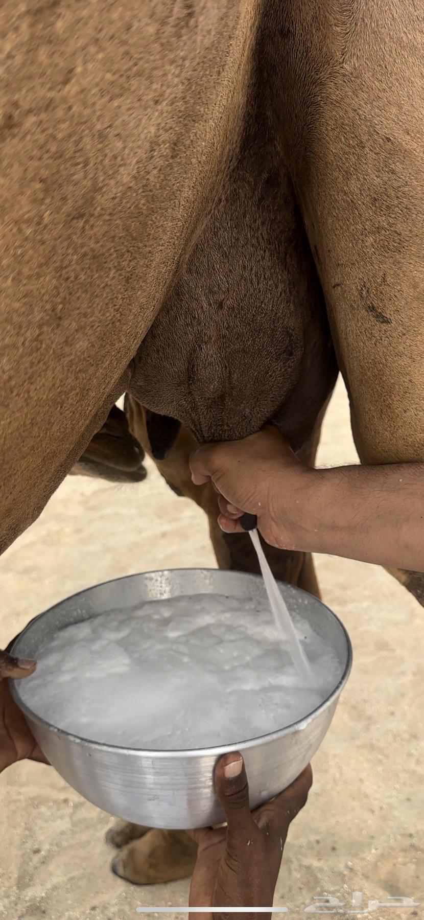 A fine red she-camel for guests (Sold)64550362654337110