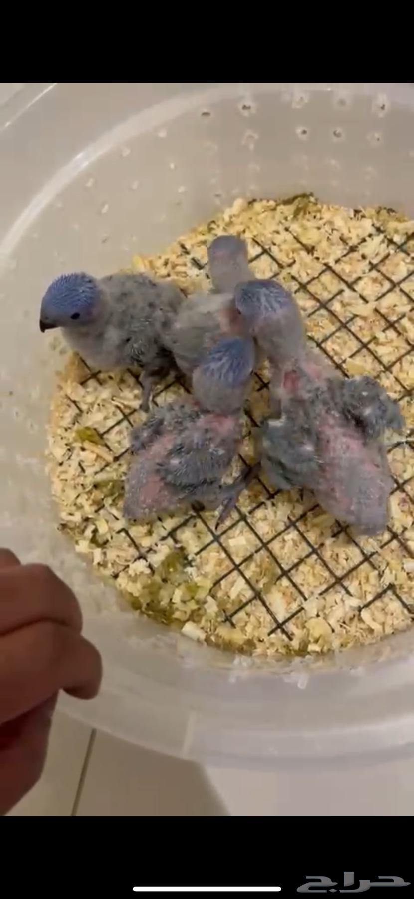 فروخ ببغاء لوري ((( تم البيع ))) خارج الموقع64551933687169112