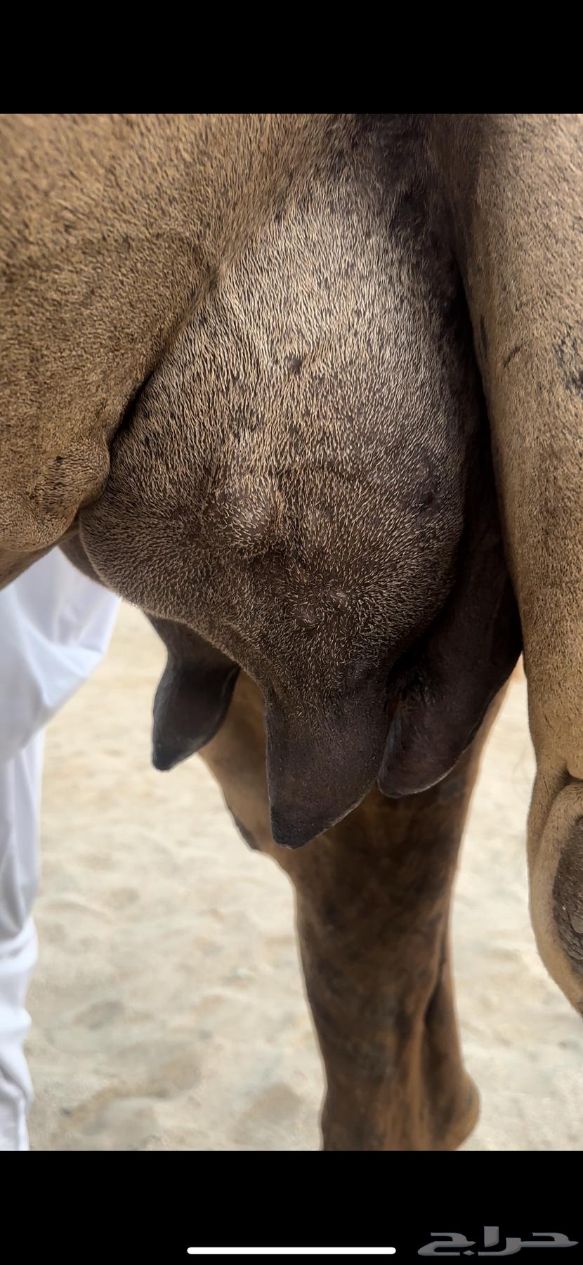 A fine red she-camel for guests (Sold)64550362654337114