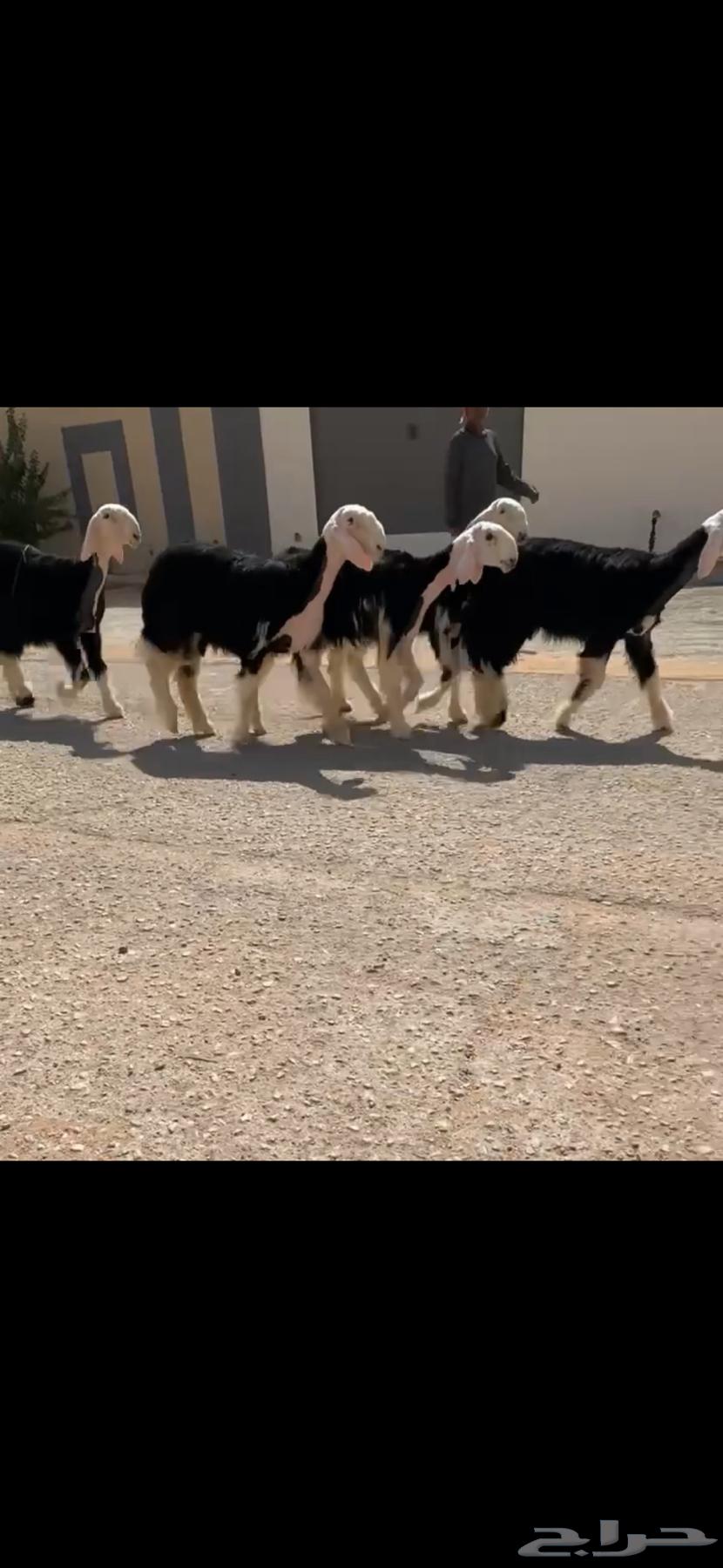 رخال نجد نوادر ( تم البيع )64545941891330111