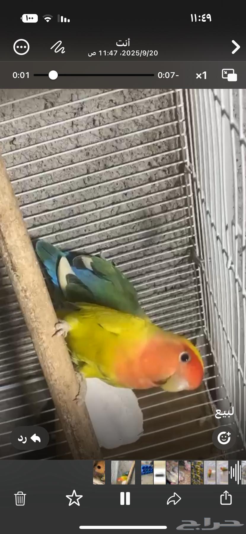 طيور روز منتجة64546456756225111