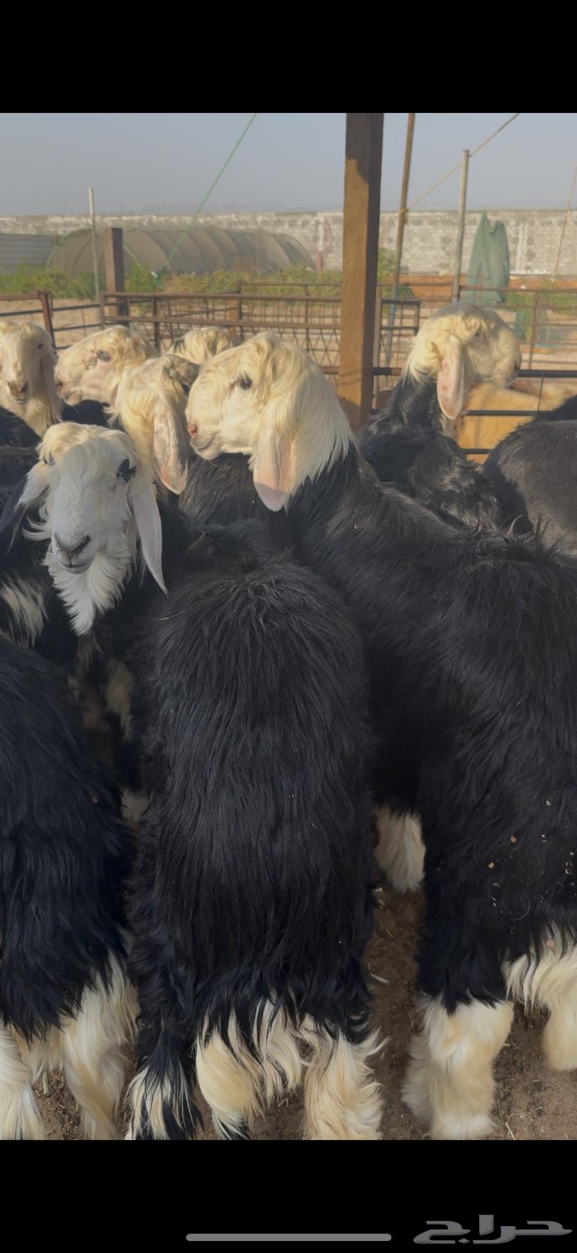 ذبايح نجد جذعان فل نظاف64551604121090110