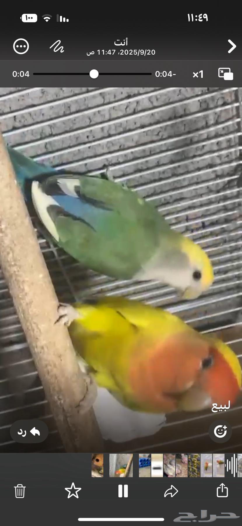 طيور روز منتجة64546456756225110