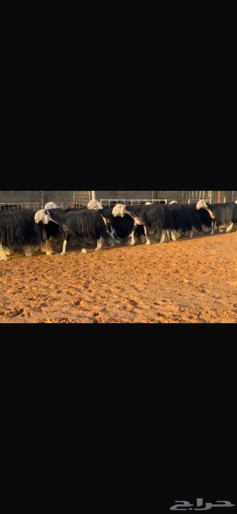 عرض بيع نجد فواخر بالفحل مشروط64547304995713111