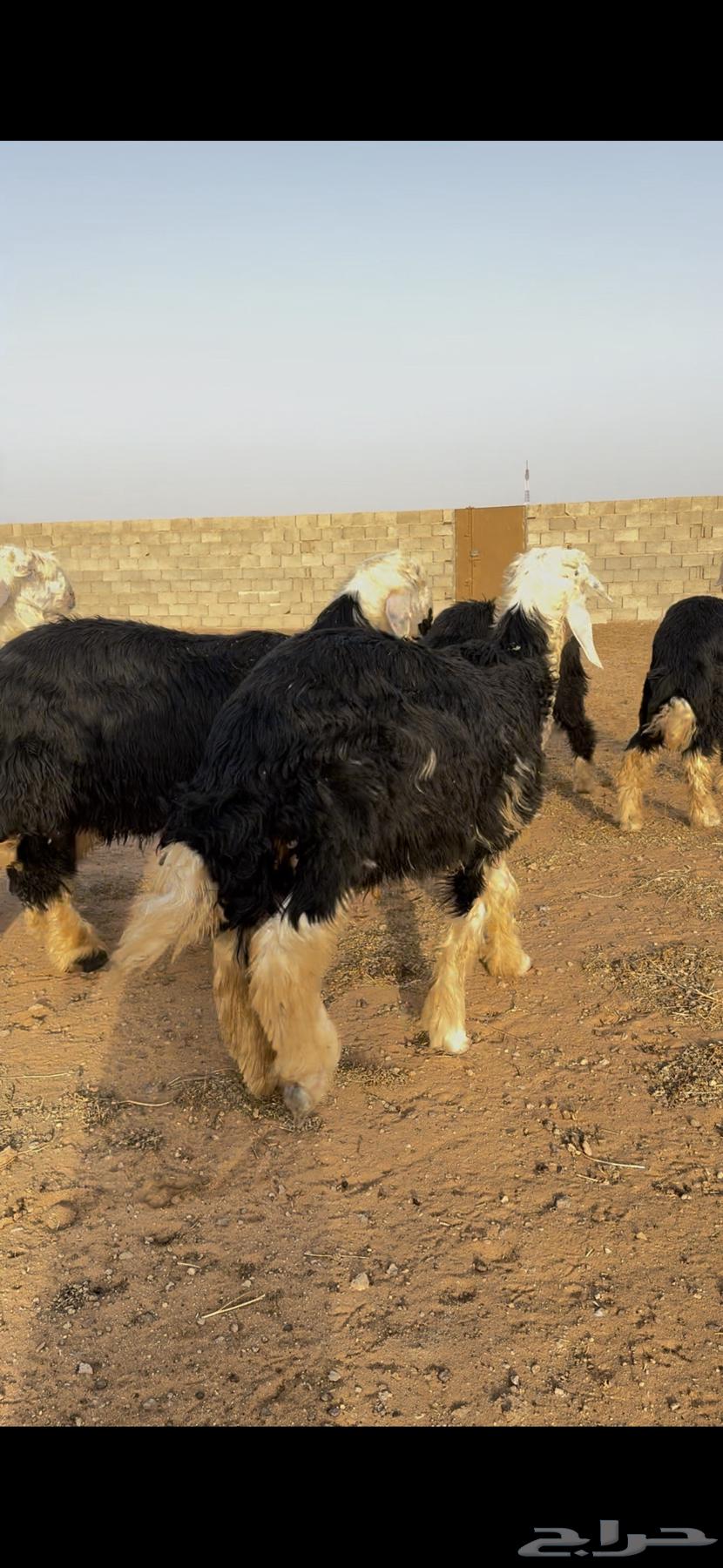 للبيع طليان نجد64550318154755111