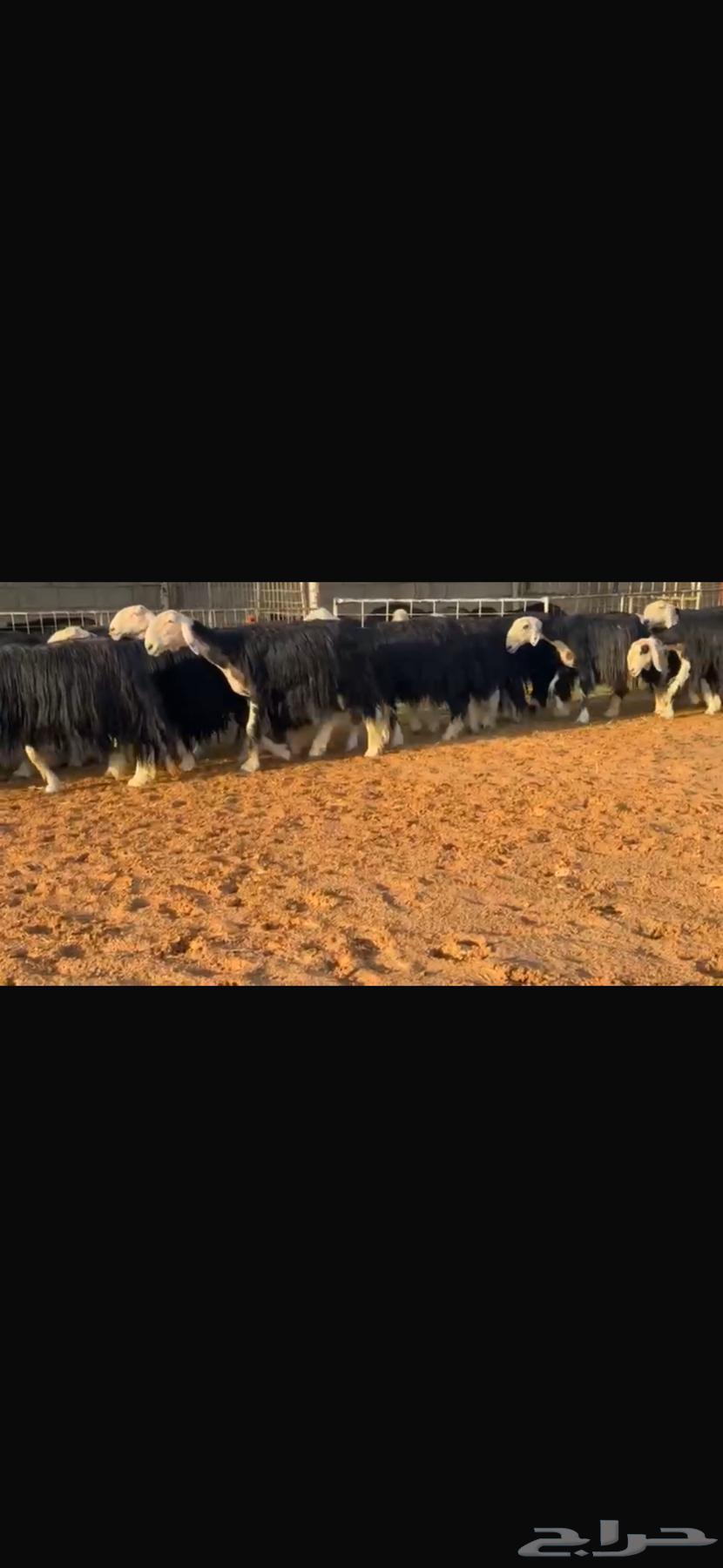 عرض بيع نجد فواخر بالفحل مشروط64547304995713110