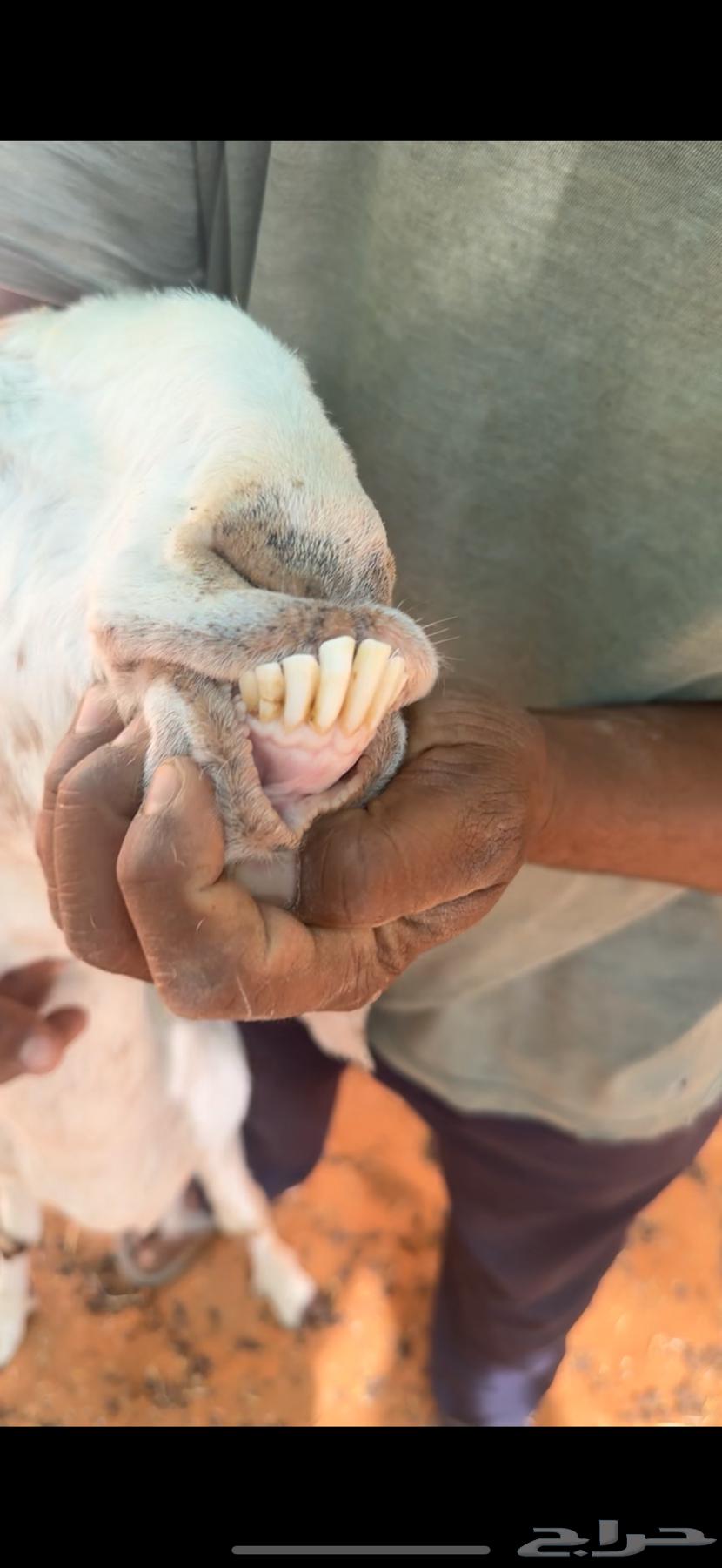 عنز متبع تيس وجفره64546902087425112