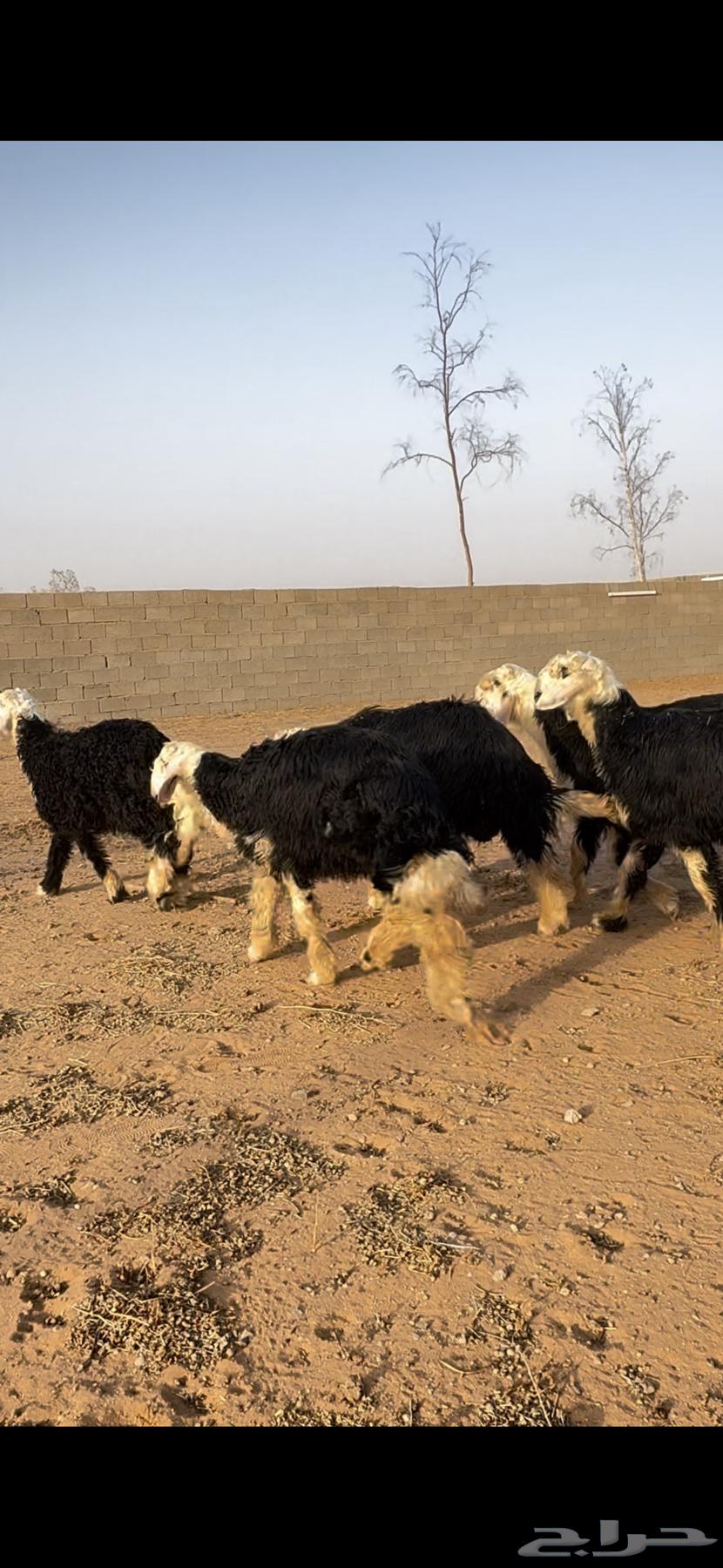 للبيع طليان نجد64550318154755113