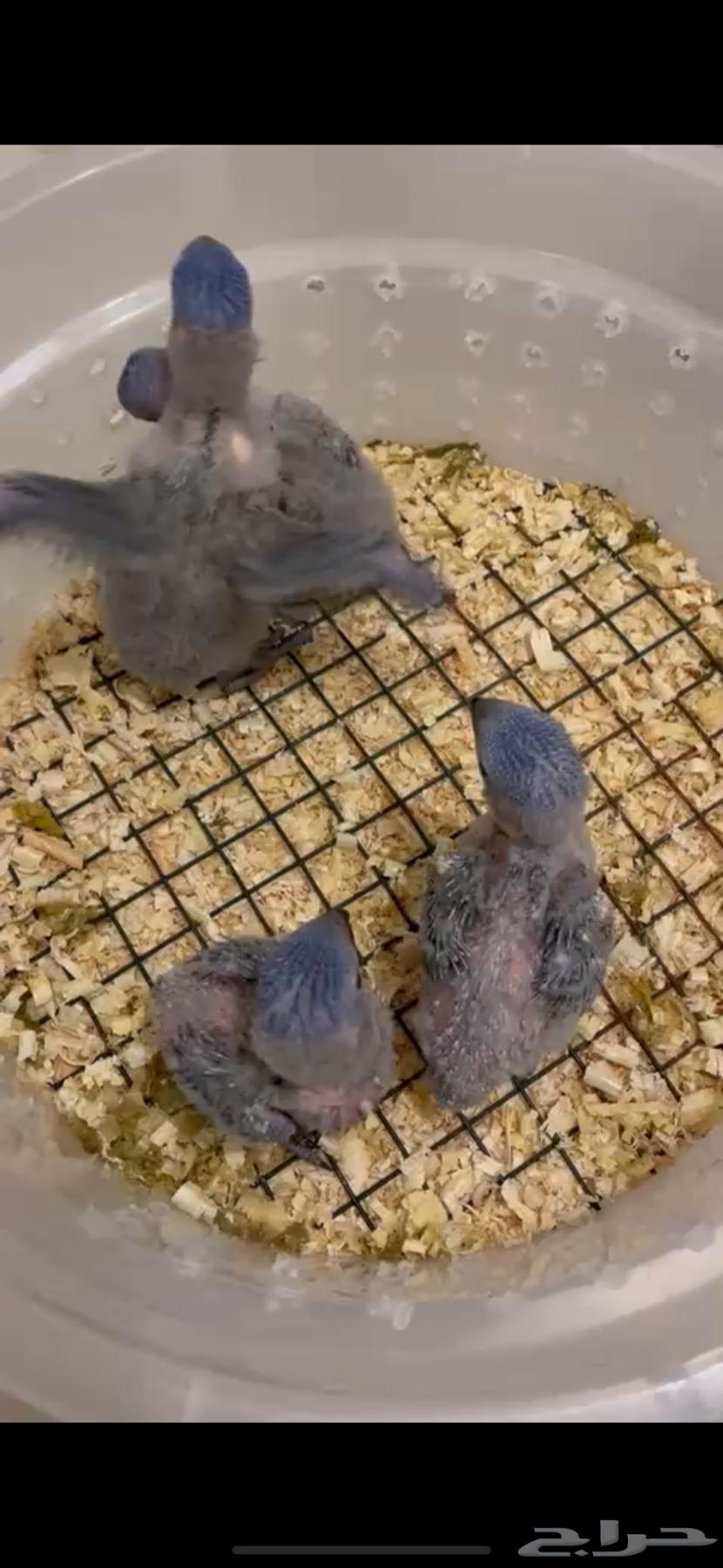 فروخ ببغاء لوري ((( تم البيع ))) خارج الموقع64551933687169111