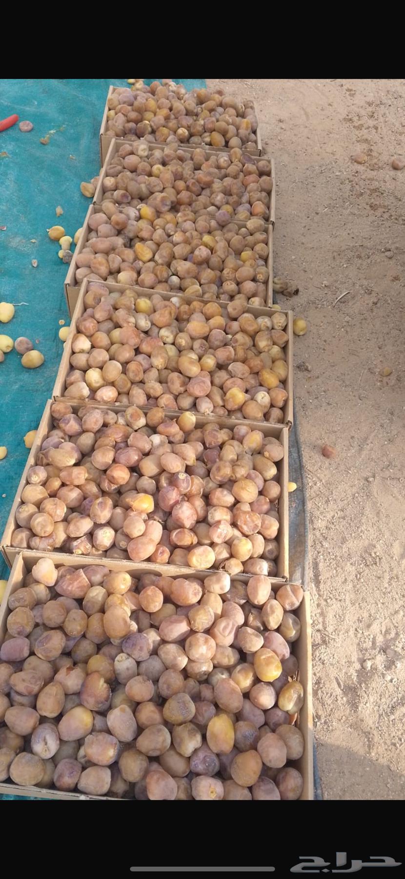 برحي رطب64545019565569110