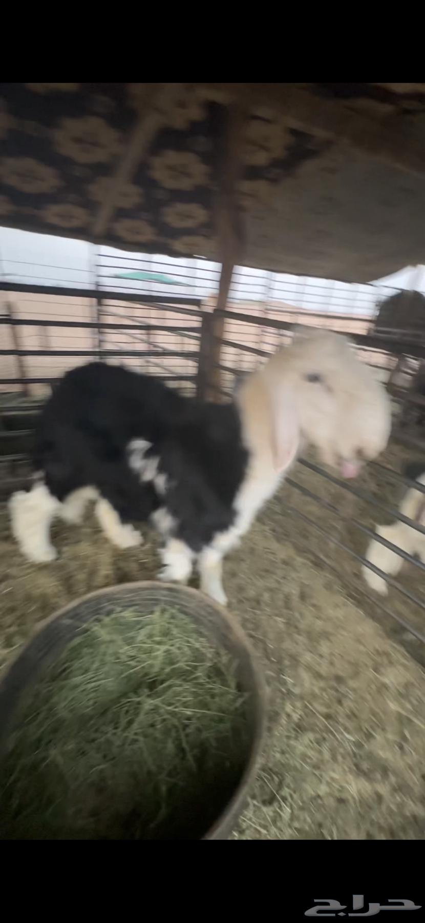 للبيع خروف عمره خمس اشهر ونص الابرق وخروف عمره اربع اشهر64552675740161113