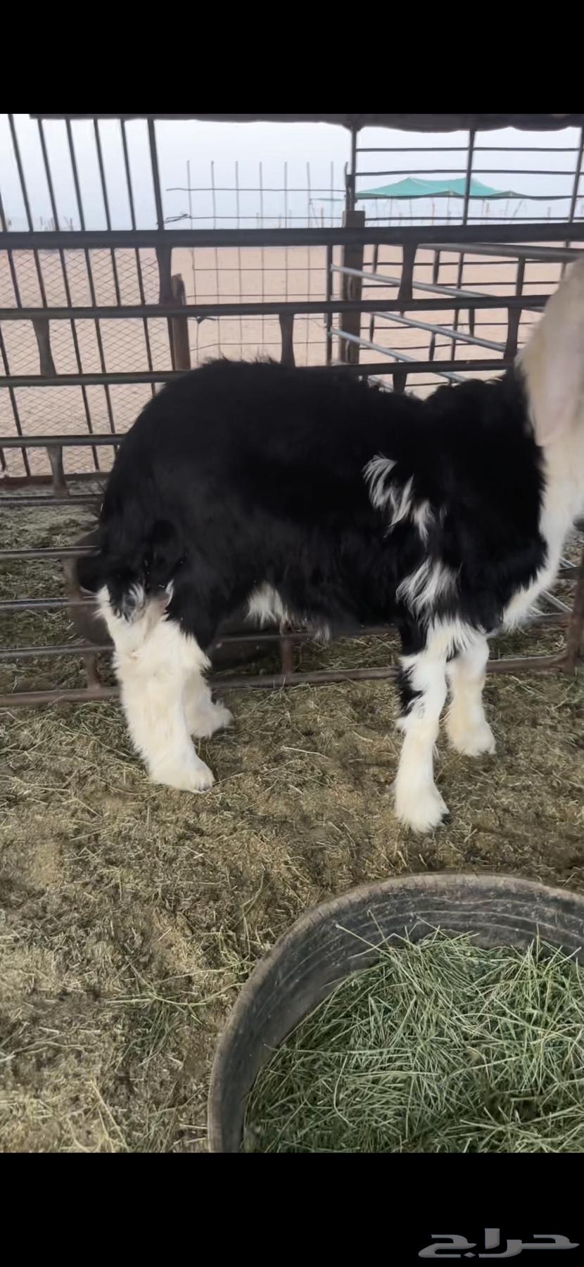 للبيع خروف عمره خمس اشهر ونص الابرق وخروف عمره اربع اشهر64552675740161110