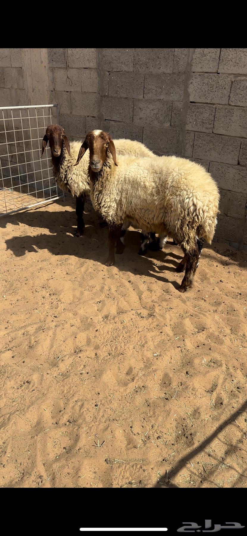 نعيم مواليد. (( تم البيع ))64545799930754112