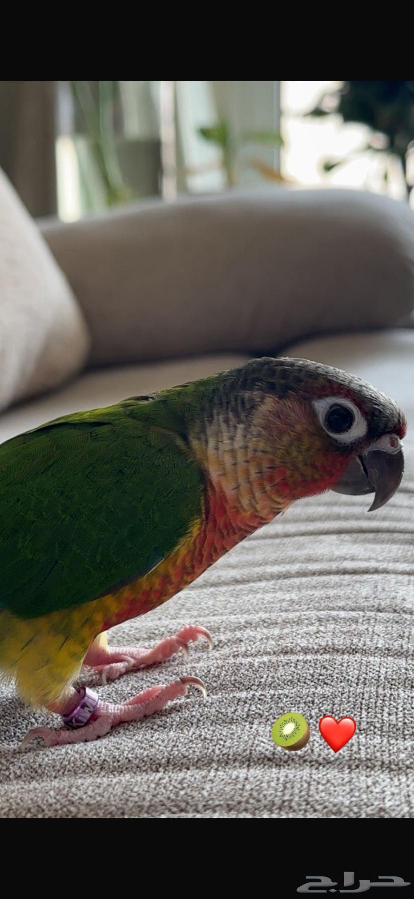 تم البيع64546818569603111