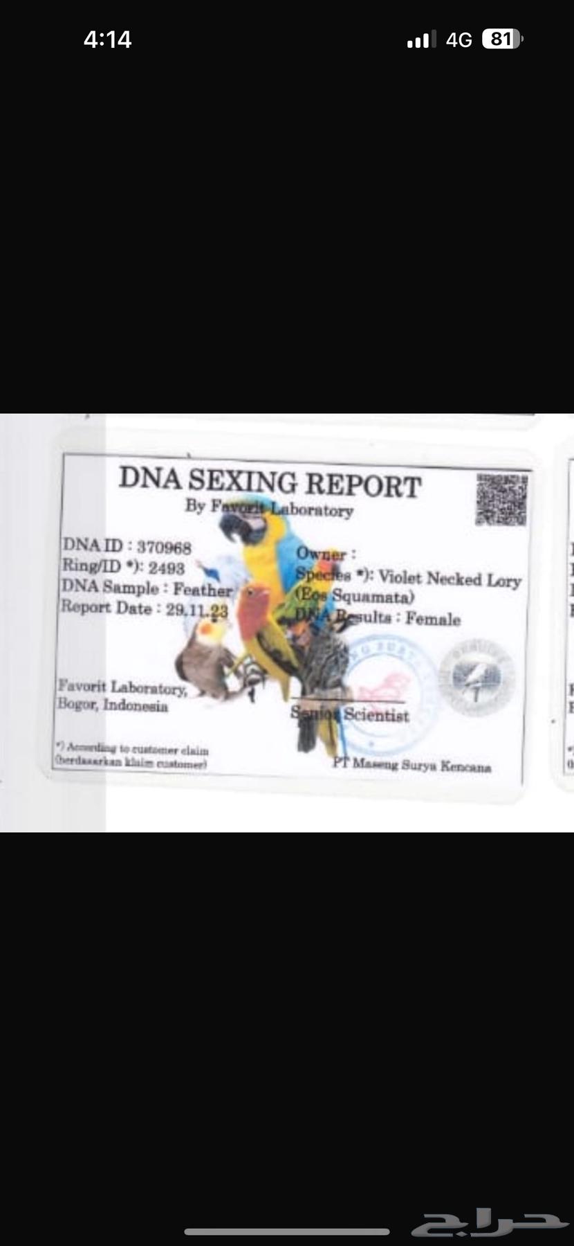 زوج أنثى لوري احمر والذكر زيتوني64548814254209110