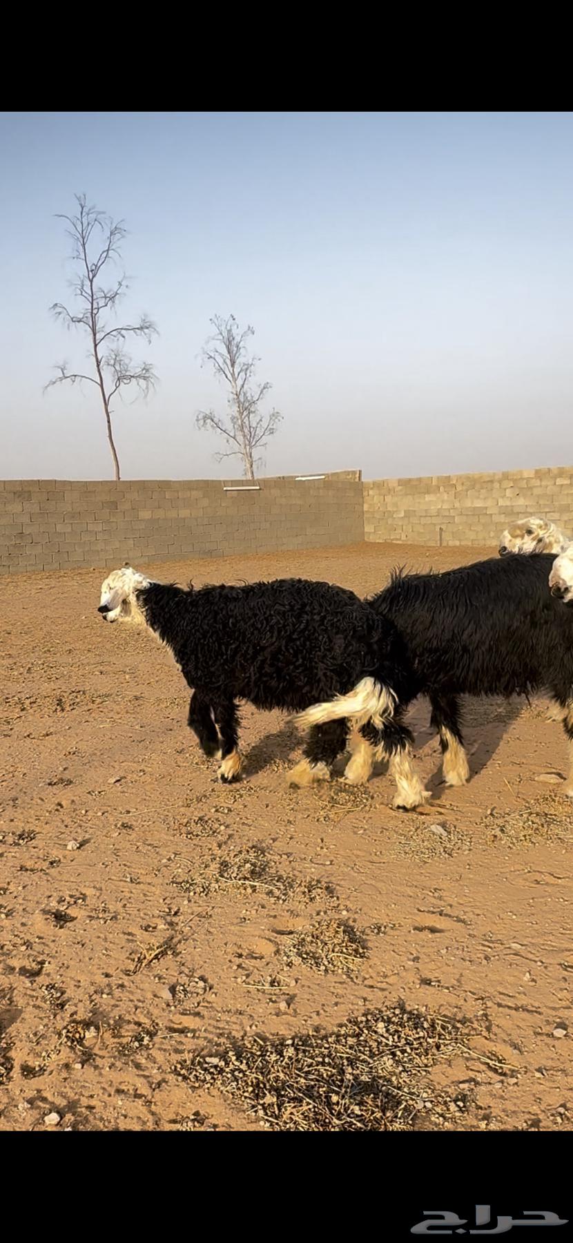 للبيع طليان نجد64550318154755112