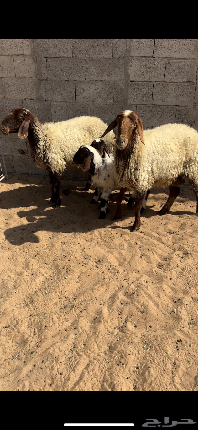 نعيم مواليد. (( تم البيع ))64545799930754111