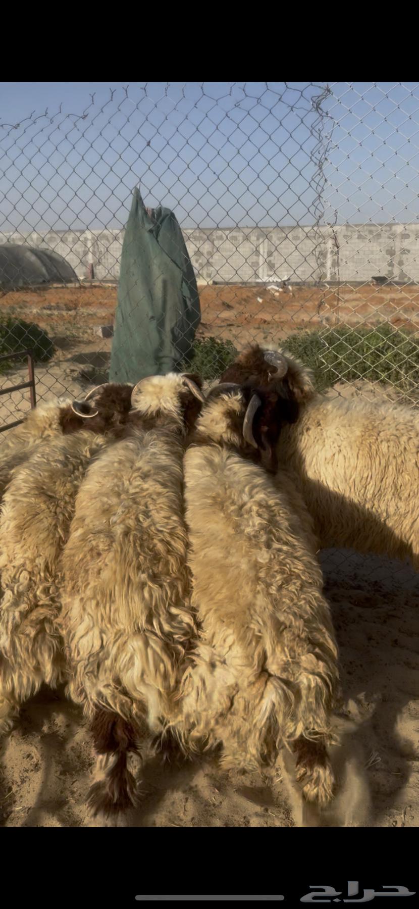 ذبايح نعيم بلدي بري64547055060737110