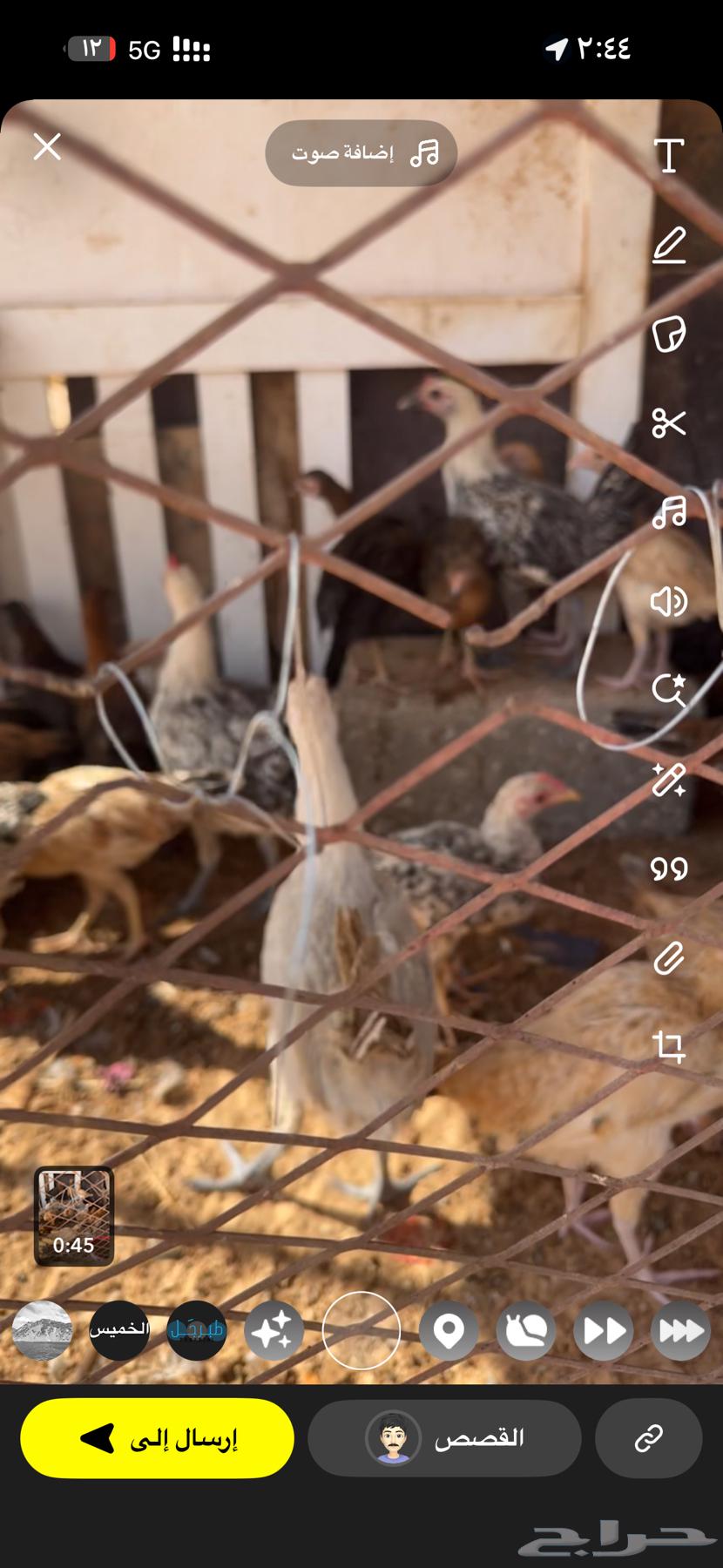 For sale local Fayoumi chicks mixed age from two months onwards64547916462465112