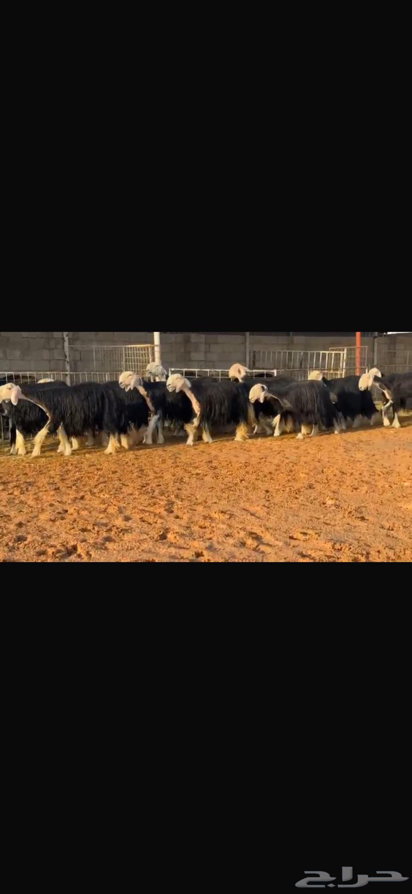 عرض بيع نجد فواخر بالفحل مشروط64547304995713113