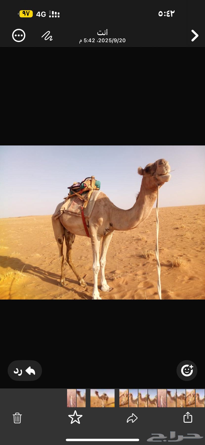 ركبي طابع للبيع الموقع شمال تيماء العسافيه64549882505601111