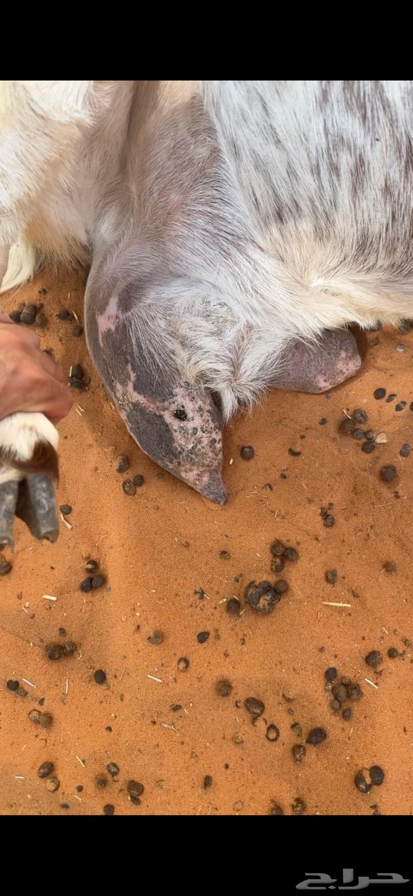 عنز متبع تيس وجفره64546902087425114