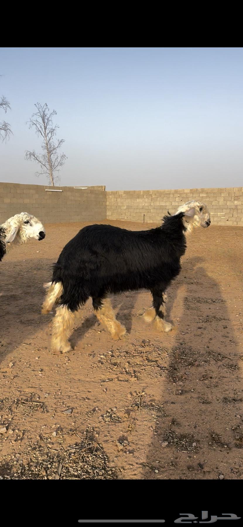 للبيع طليان نجد64550318154755110