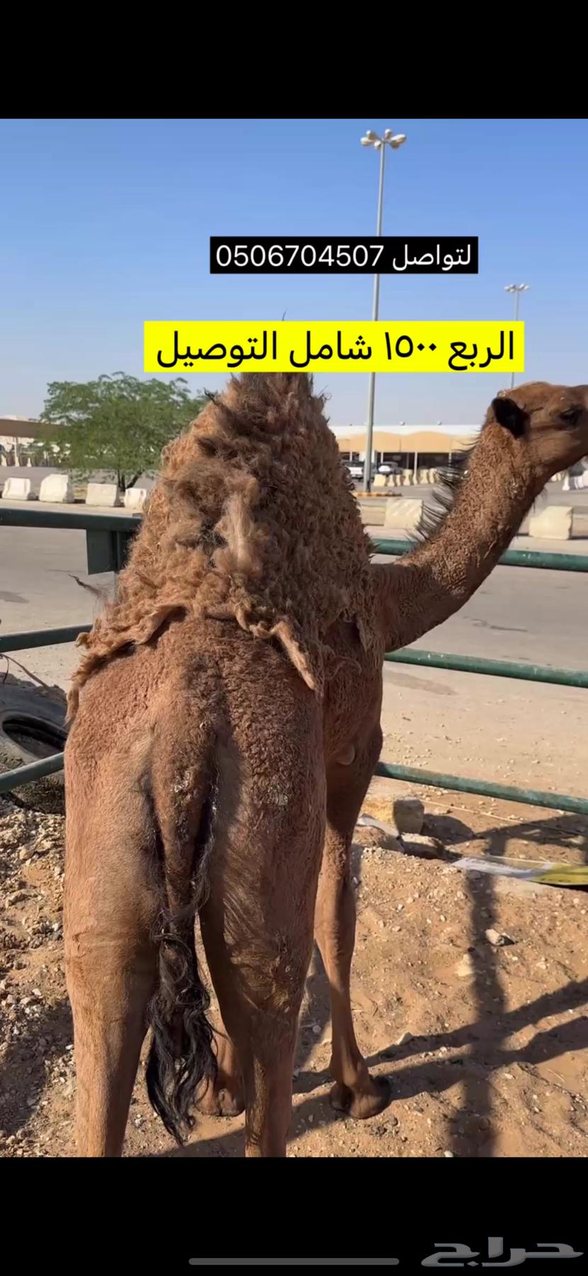 متبقي نص حاشي جاية من البر للحجز ربع ثمن تواصل معنا64545160773121111