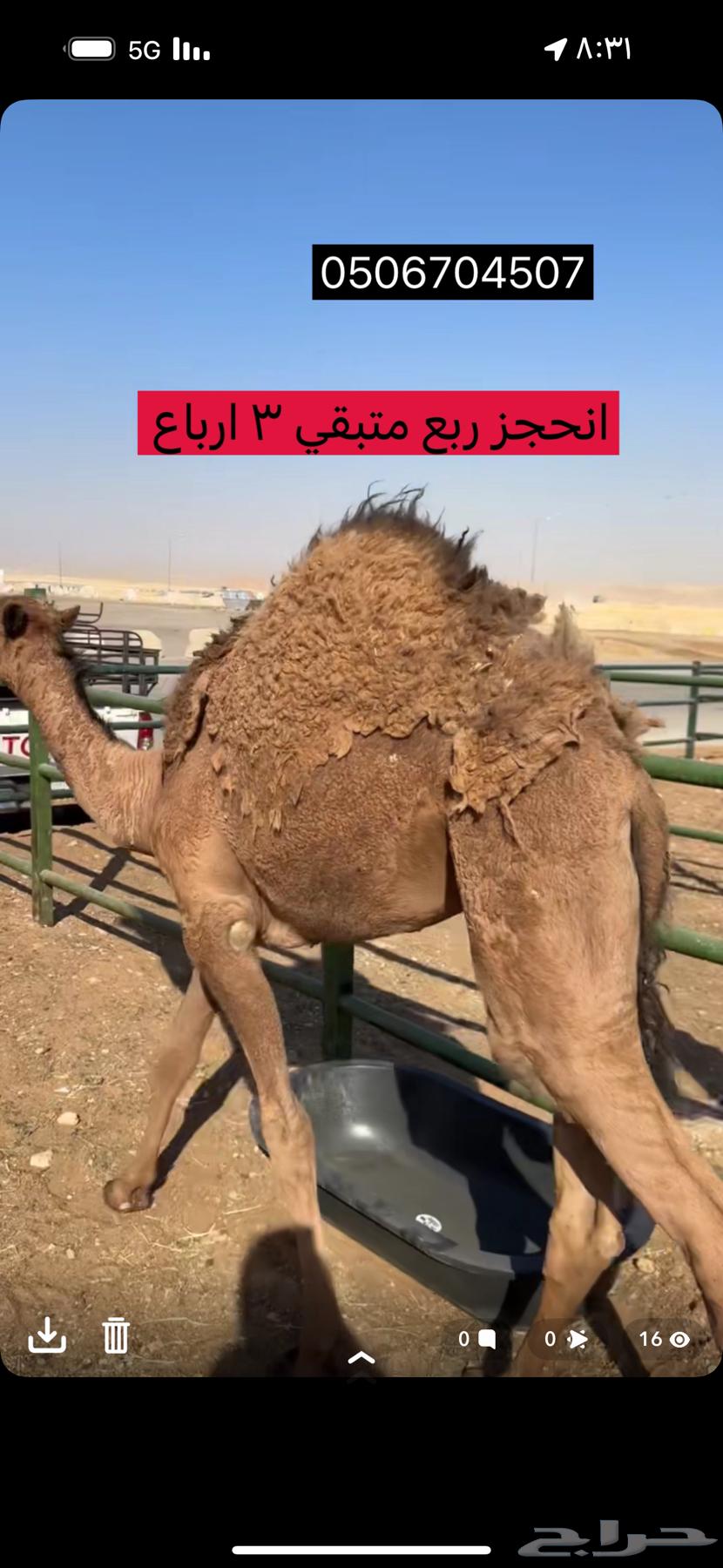 متبقي نص حاشي جاية من البر للحجز ربع ثمن تواصل معنا64545160773121112