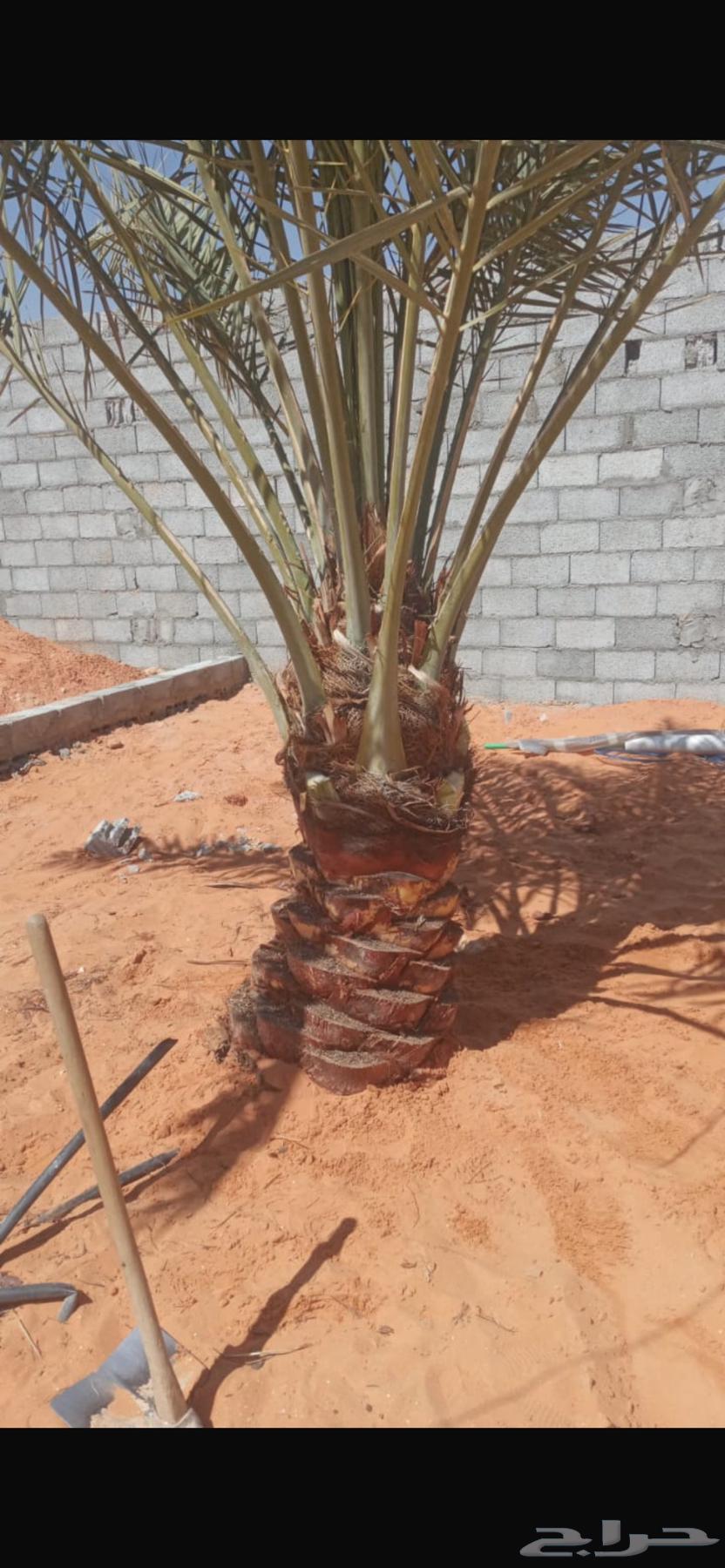 نقايل خلاص صقعي هلالي وشيشي اخضر64547068789379110