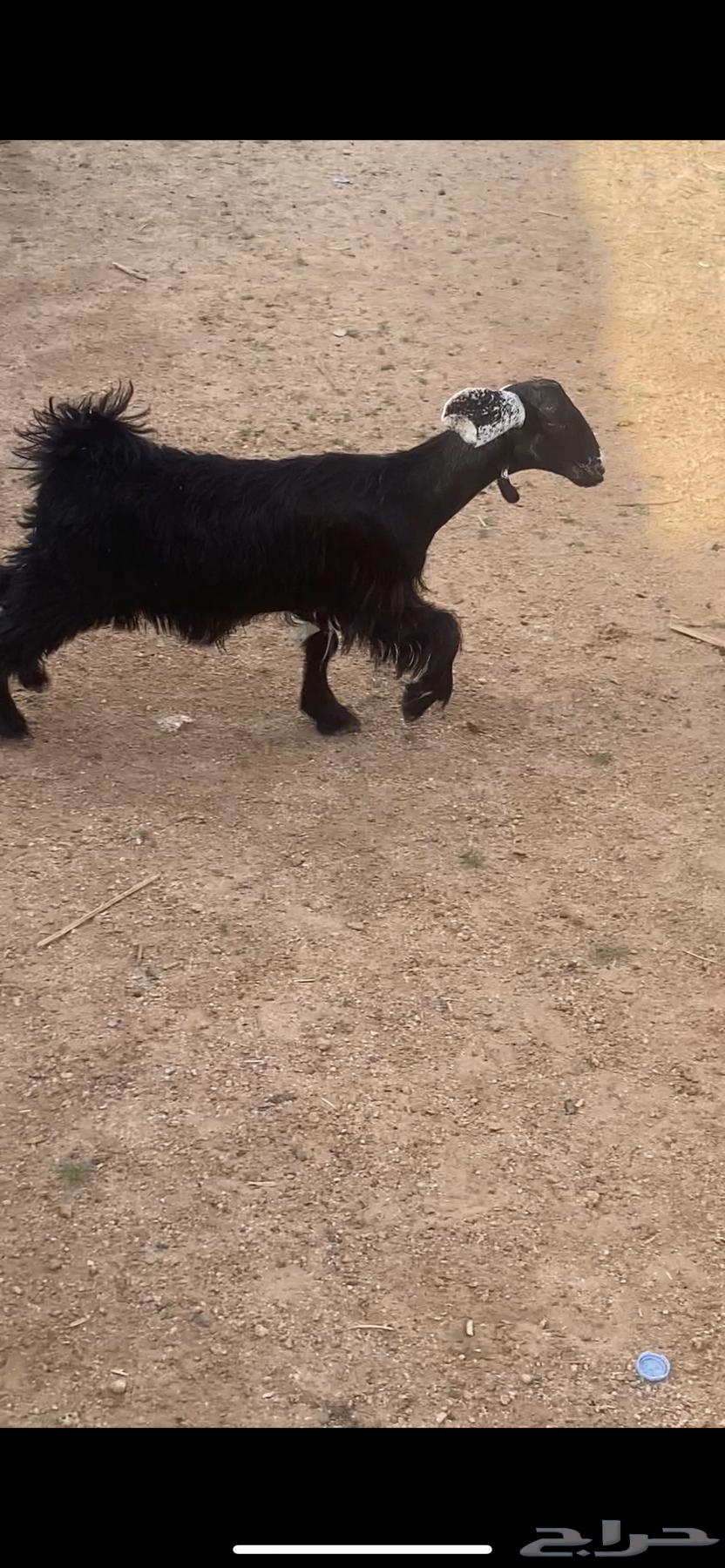 عناق بلديه64549022941569110