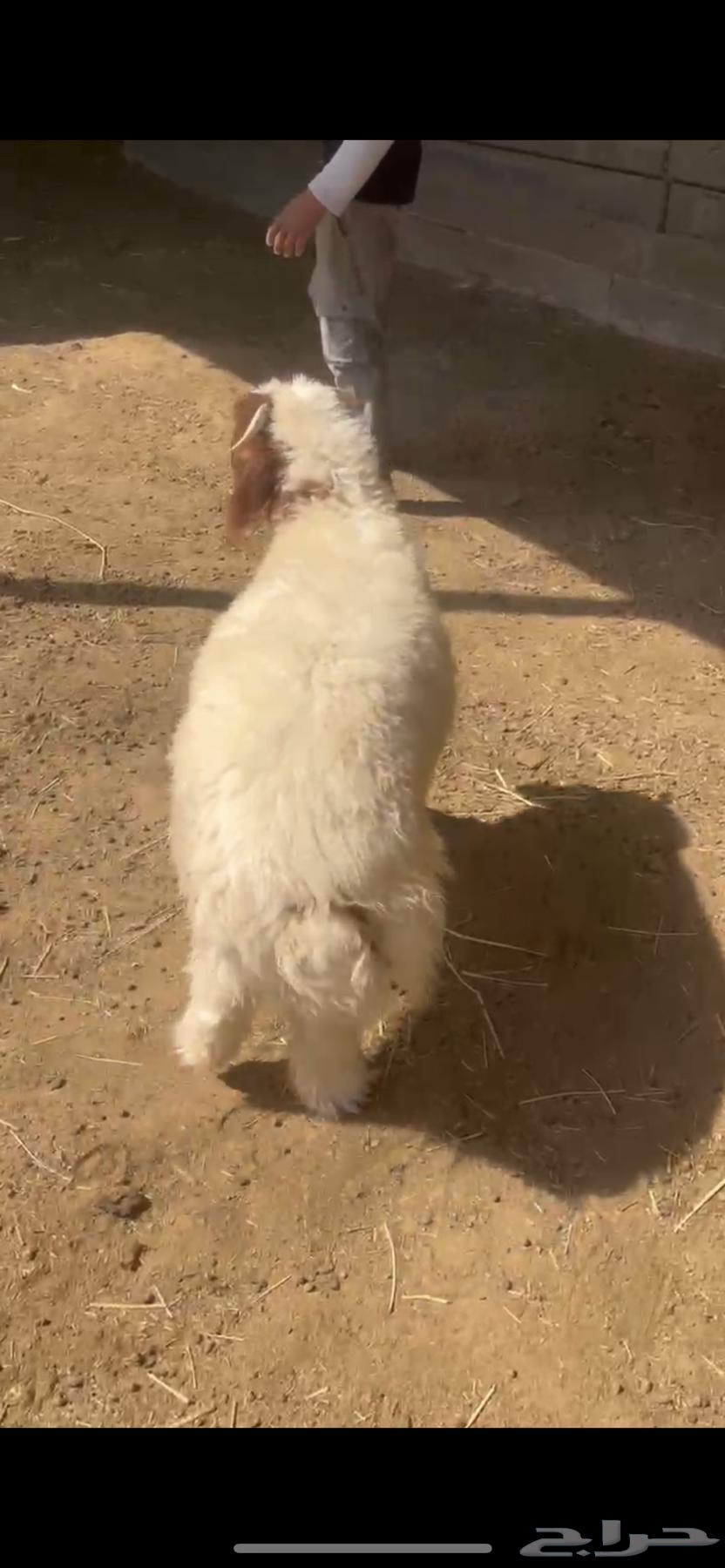 طلي نعيمي ذبيحة ( تم البيع )64545927624705110