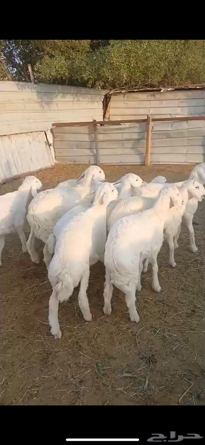 للبيع ذبايح حريات طليان طيبه64551618755073110