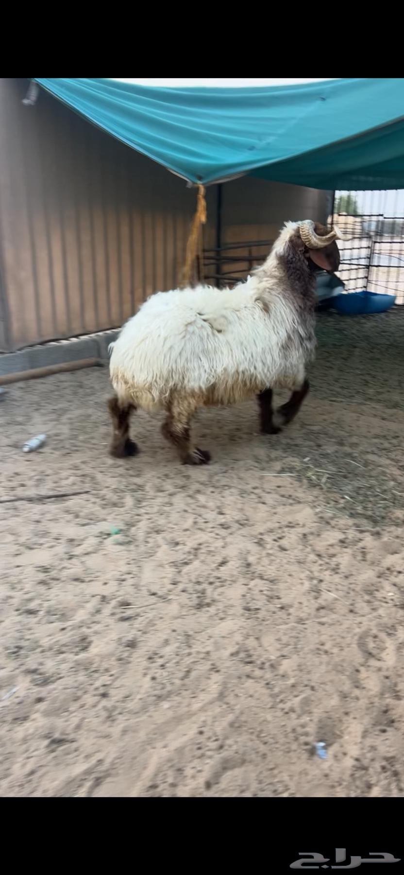 فحل نعيمي خصم ( تم البيع )64550803622658110