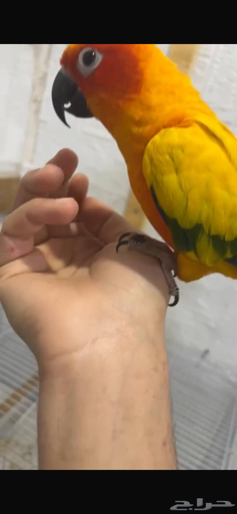 Sun Kinyor threatened bird talking on the hand of Yif64543902434819111