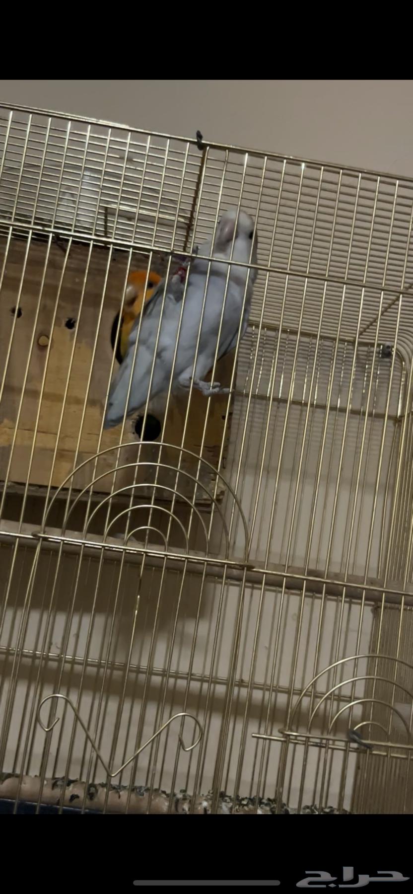 طيور الروز للبيع64544354499457112