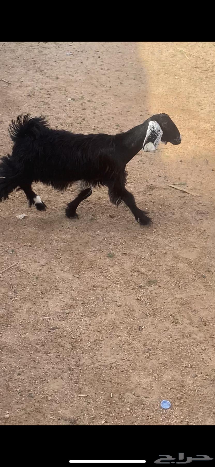 عناق بلديه64549022941569111