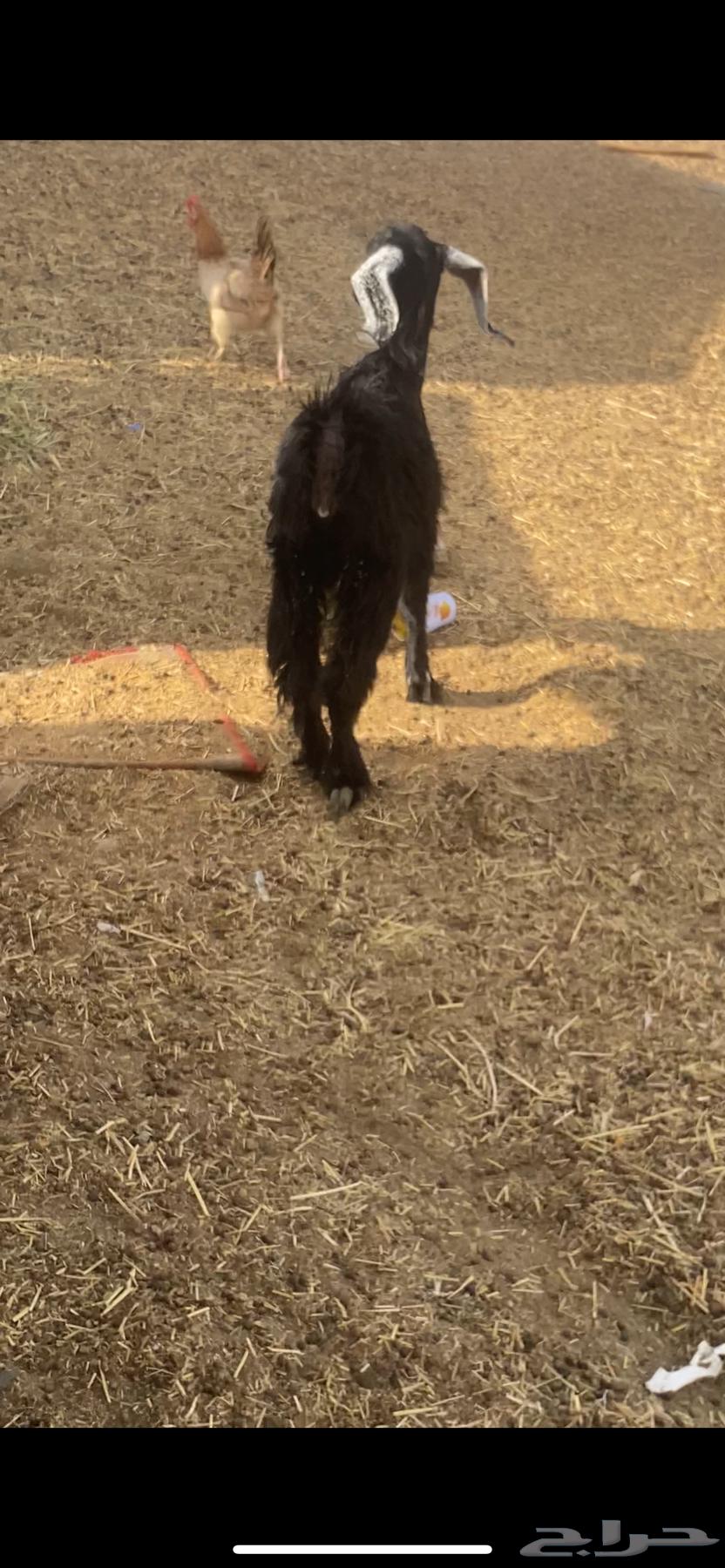 عناق بلديه64549022941569113