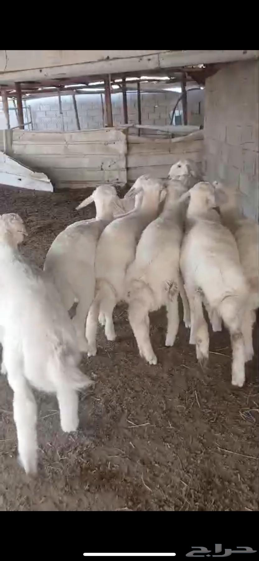 للبيع ذبايح حريات طليان طيبه64551618755073111