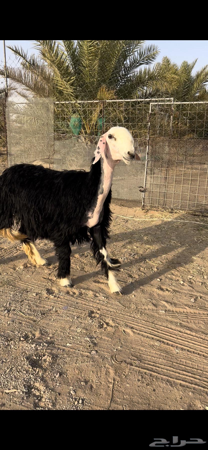 جذعه خصم دافع ( تم البيع )64552105607041111