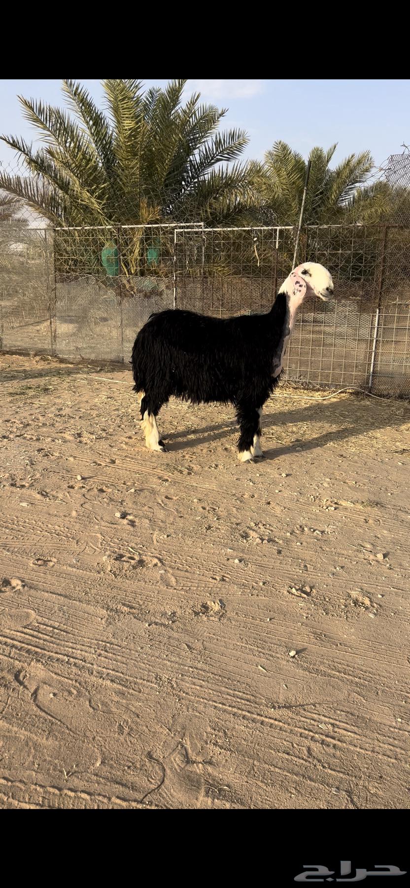 جذعه خصم دافع ( تم البيع )64552105607041110